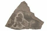 Ordovician Trilobite Mortality Plate - Tafraoute, Morocco #267361-1